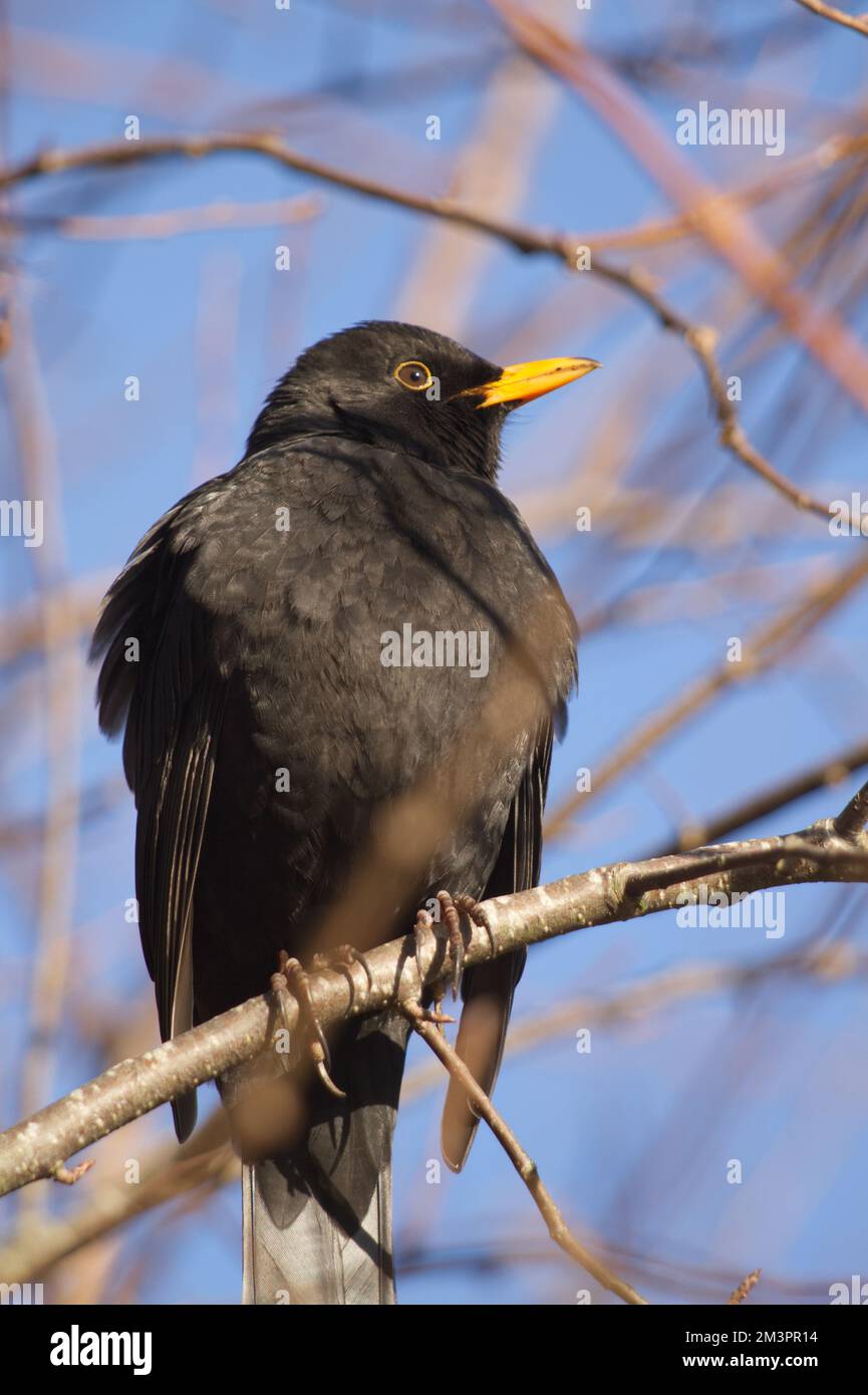 Male common blackbird, Turdus merula, rests on a small branch with its feathers puffed out to protect it against the cold winter air. Stock Photo