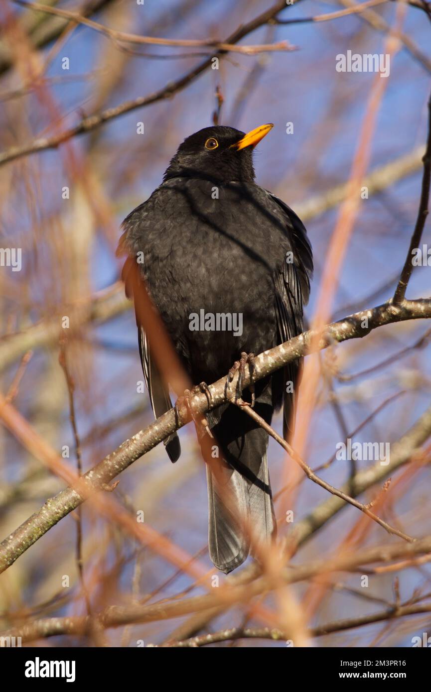 Male common blackbird, Turdus merula, rests on a small branch with its feathers puffed out to protect it against the cold winter air. Stock Photo