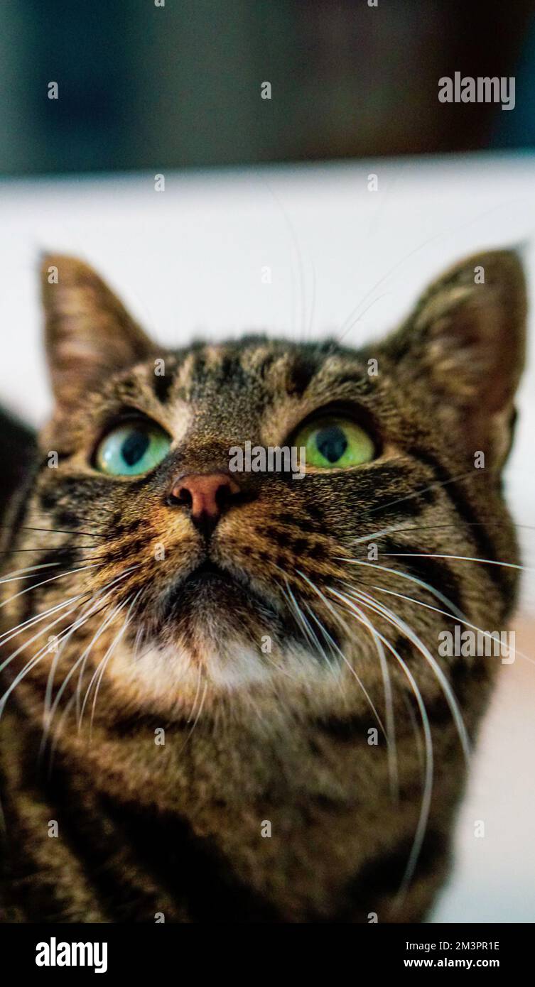 Beautiful domestic house cat, feline furry pet animal Stock Photo