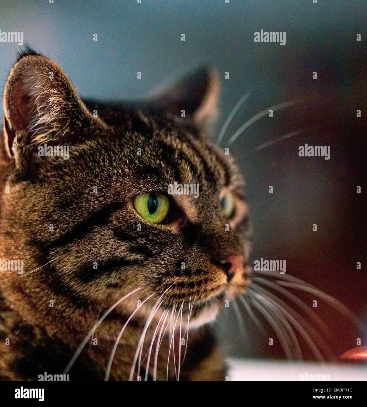 Beautiful domestic house cat, feline furry pet animal Stock Photo