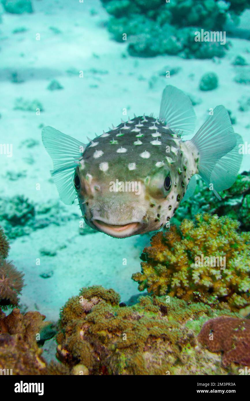 Porcupine fish, pufferfish with military camo pattern Fugu In The Caribbean Sea. Curacao, Aruba, Bonaire, Animal, Scuba Diving, Ocean, Underwater Stock Photo