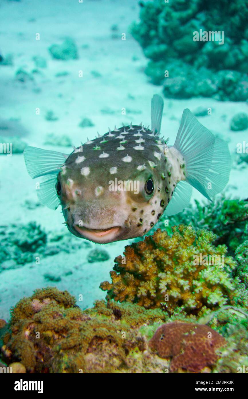 Porcupine fish, pufferfish with military camo pattern Fugu In The Caribbean Sea. Curacao, Aruba, Bonaire, Animal, Scuba Diving, Ocean, Underwater Stock Photo