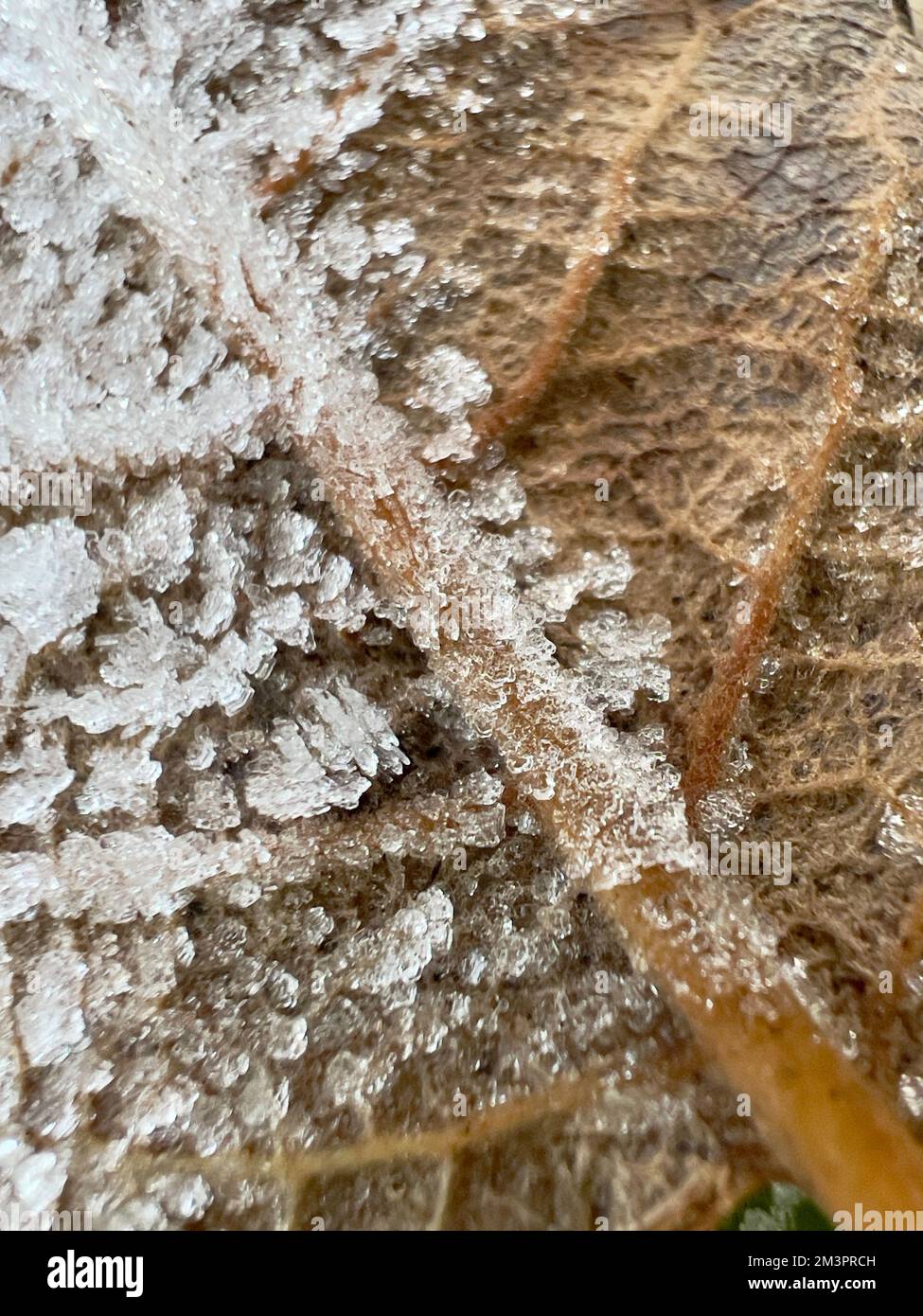 Close up frozen leaf hi-res stock photography and images - Alamy