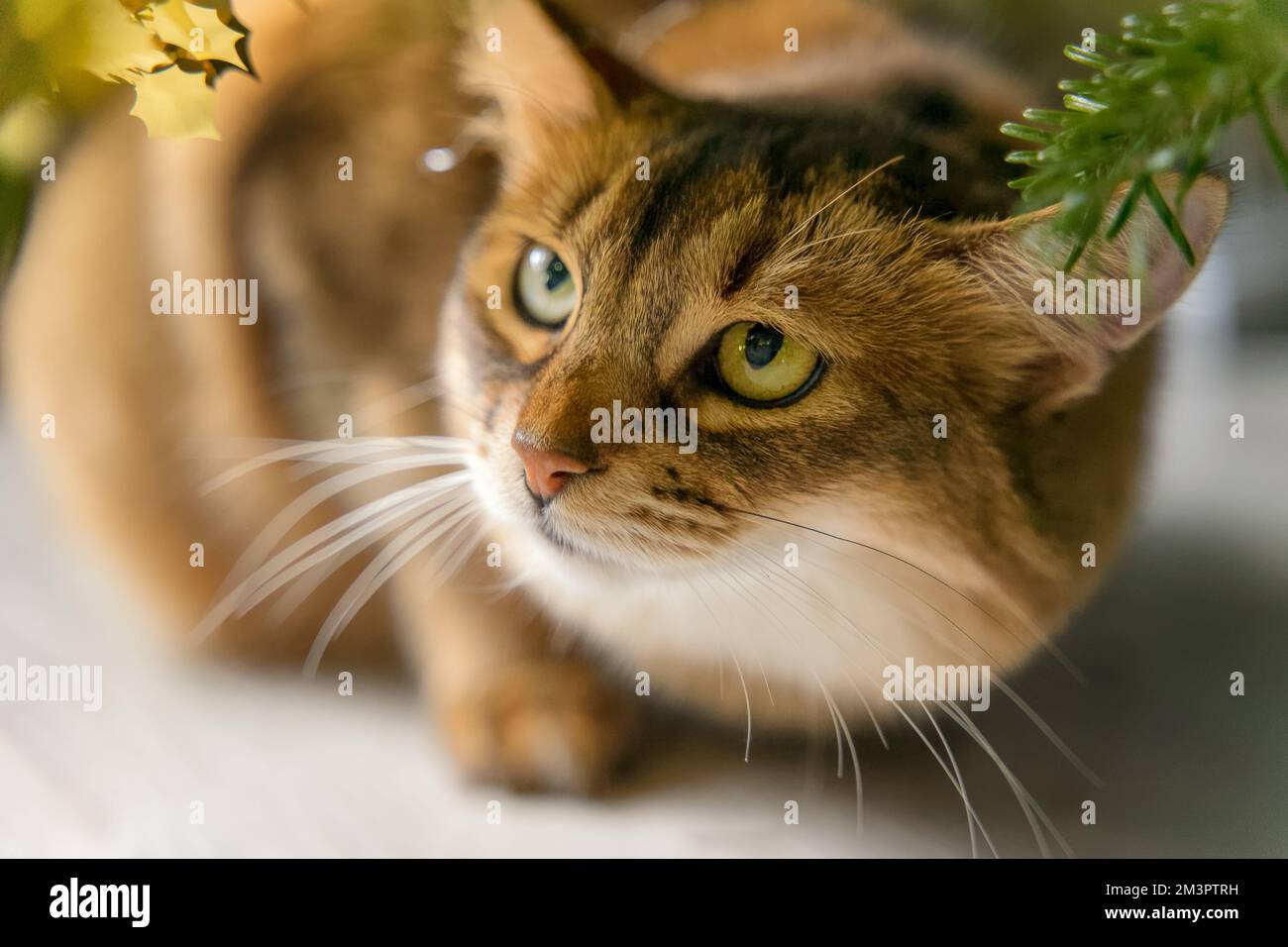 Cat looking at a Christmas tree decoration Stock Photo