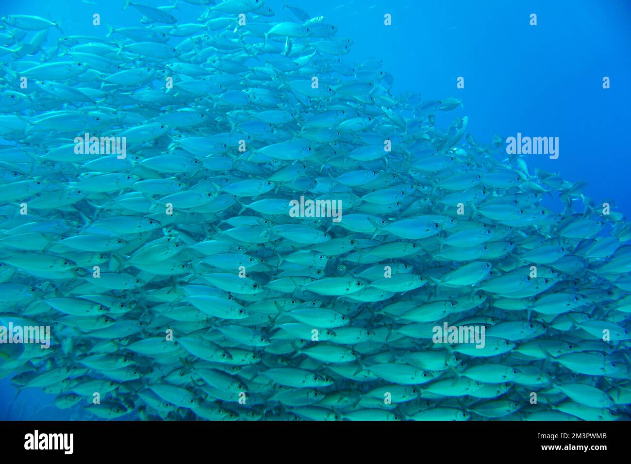 A large school of silver fish, baitball swimming in the blue waters of the Caribbean sea in Curacao. A group of fishes is better known as bait ball Stock Photo