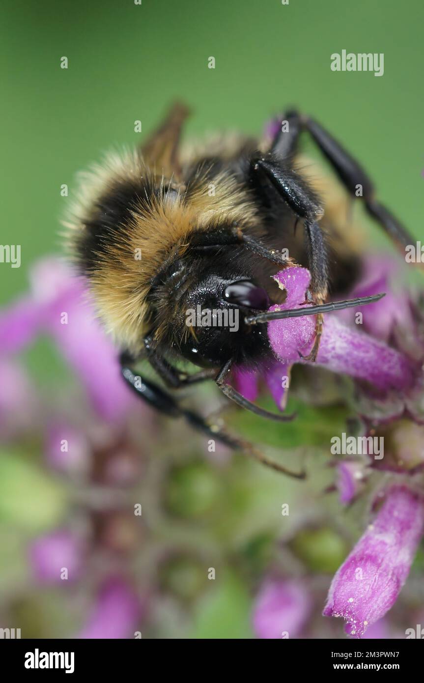 Vertical closeup on a fluffy male Field cuckoo-bee, Bombus campestris a bumblebee parasite , on a purple flower Stock Photo