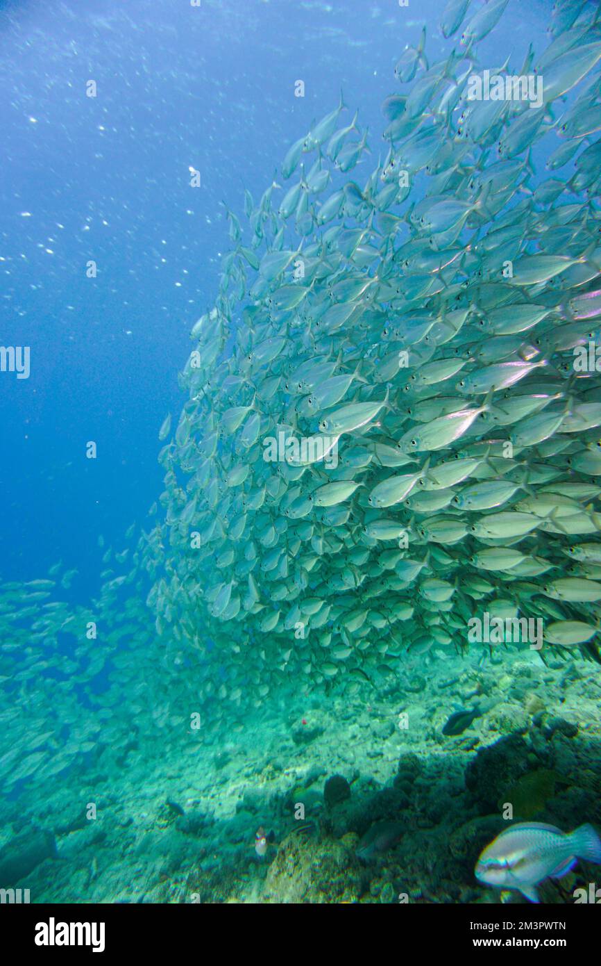 A large school of silver fish, baitball swimming in the blue waters of the Caribbean sea in Curacao. A group of fishes is better known as bait ball Stock Photo