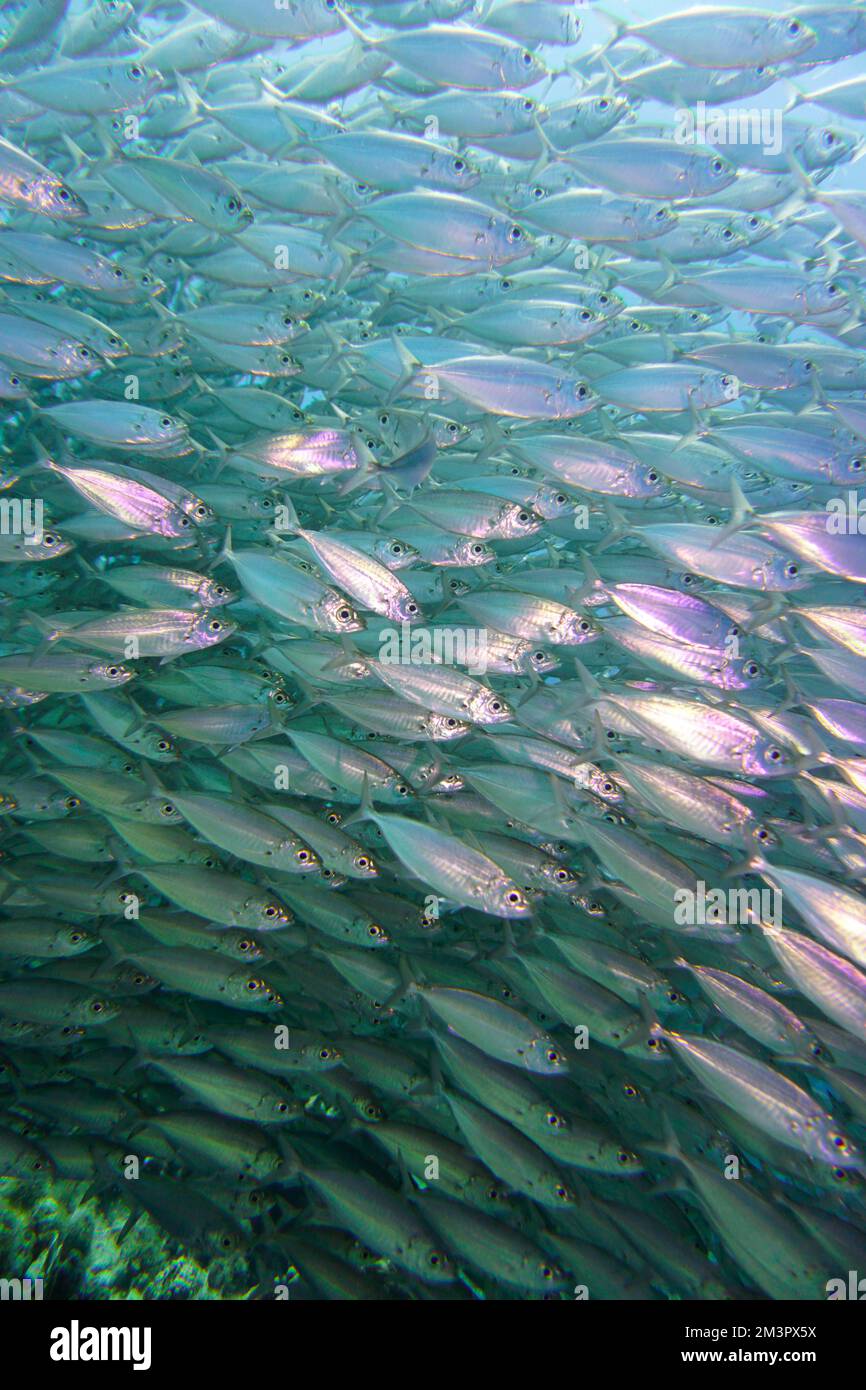 A large school of silver fish, baitball swimming in the blue waters of the Caribbean sea in Curacao. A group of fishes is better known as bait ball Stock Photo