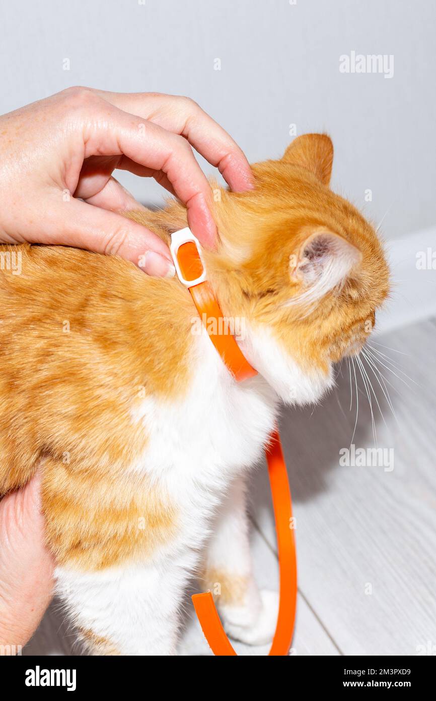 The owner puts a parasite collar on the red kitten. Prevention of parasitic diseases in animals. Stock Photo