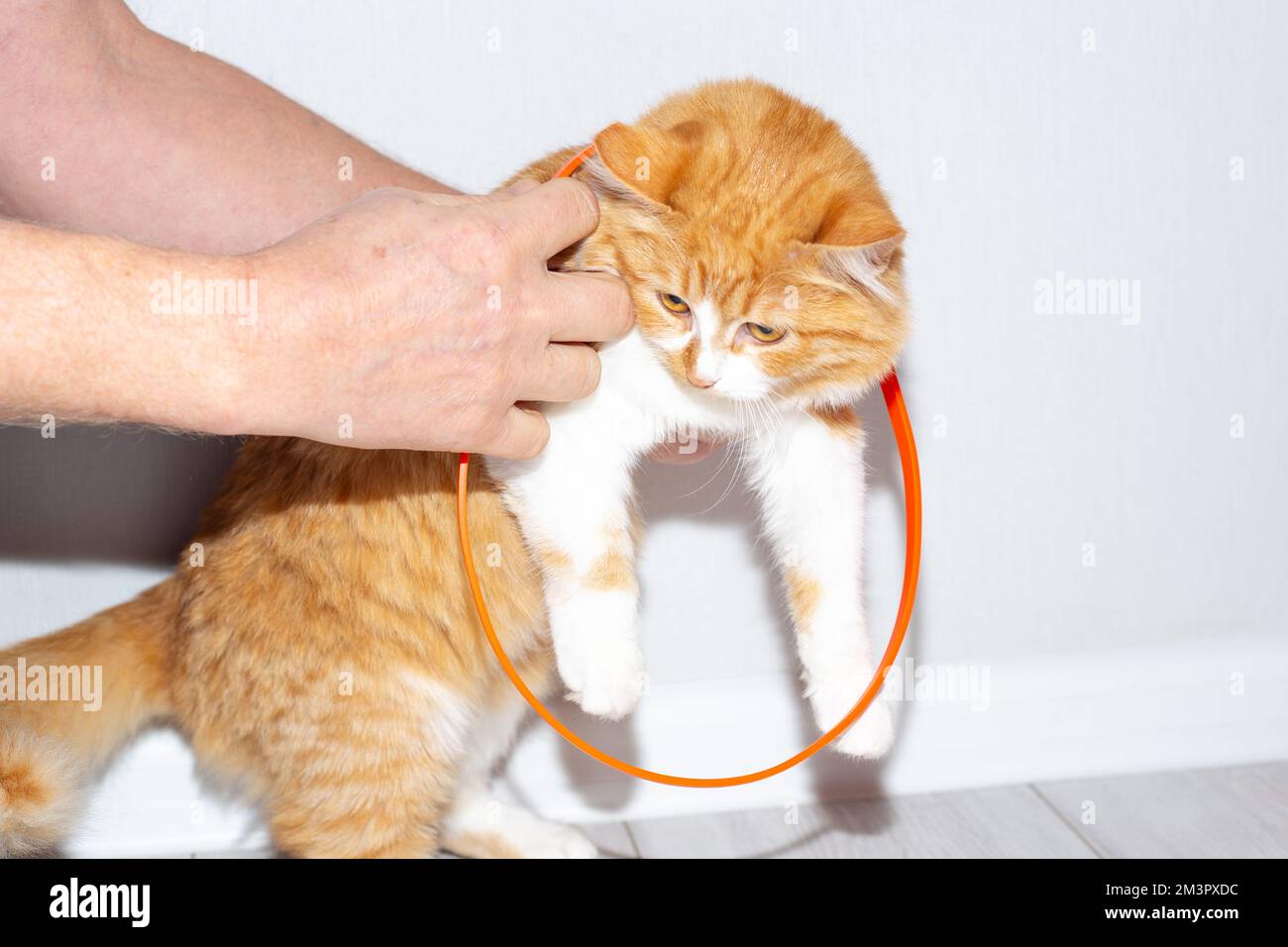 A flea collar is put on a young red cat. Prevention of parasites in