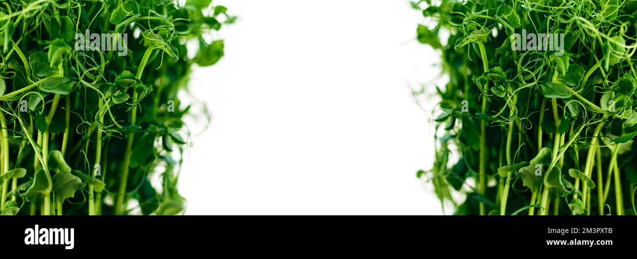 Banner of fresh hydroponics plants close-up in organic hydroponic farm Stock Photo