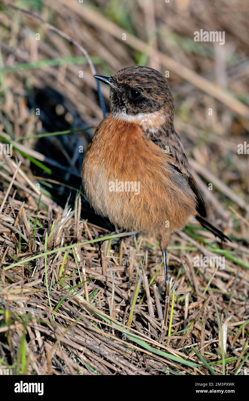 A female stonechat hunting insects on a cold icy winter morning Stock ...