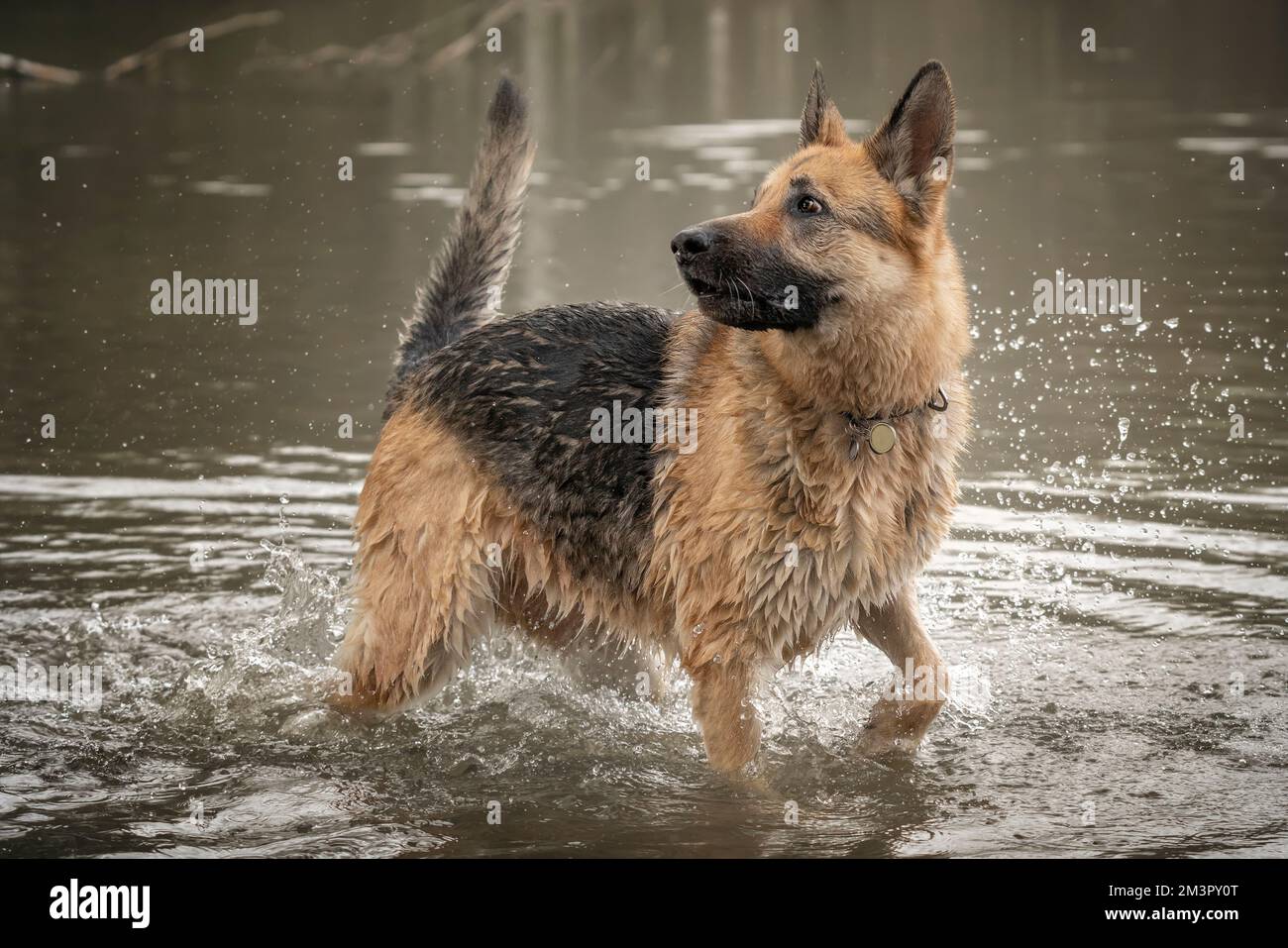 German Shepherd Dog playing in the lake looking left Stock Photo