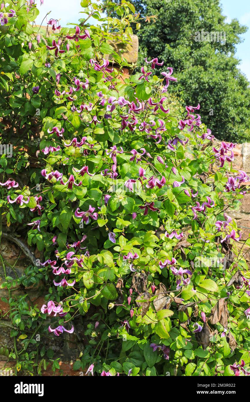 Clematis 'John Treasure' is a deciduous, perennial climber with pinnate, dark green leaves and small, nodding, purple to reddish-purple flowers. Stock Photo