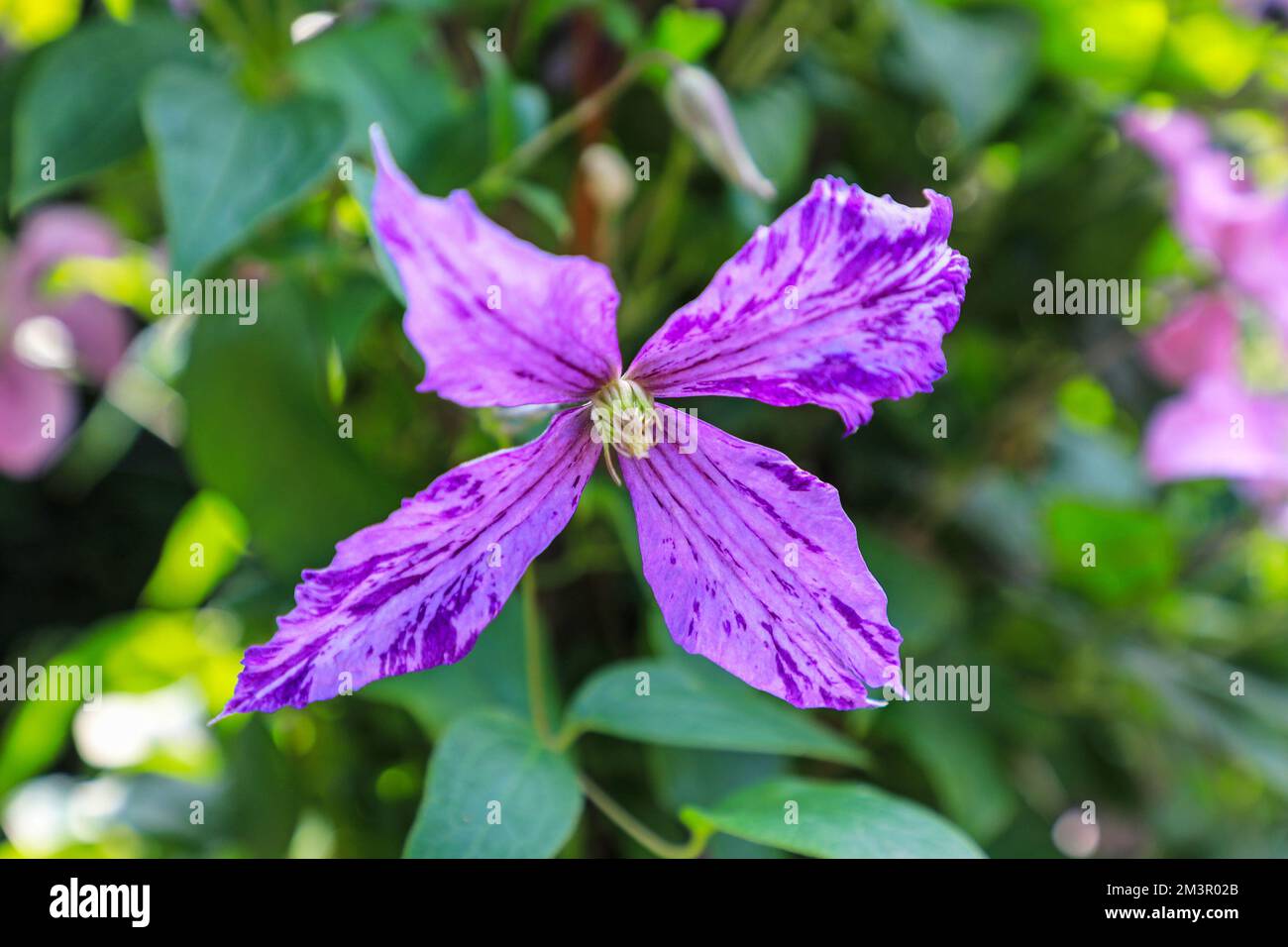 clematis-tie-dye-flower-head-stock-photo-alamy