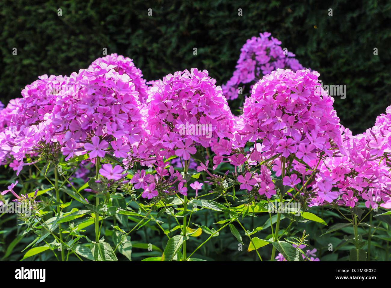 The pink purple flower heads of Phlox paniculata, Fall Phlox, or Perennial Phlox, England, UK Stock Photo