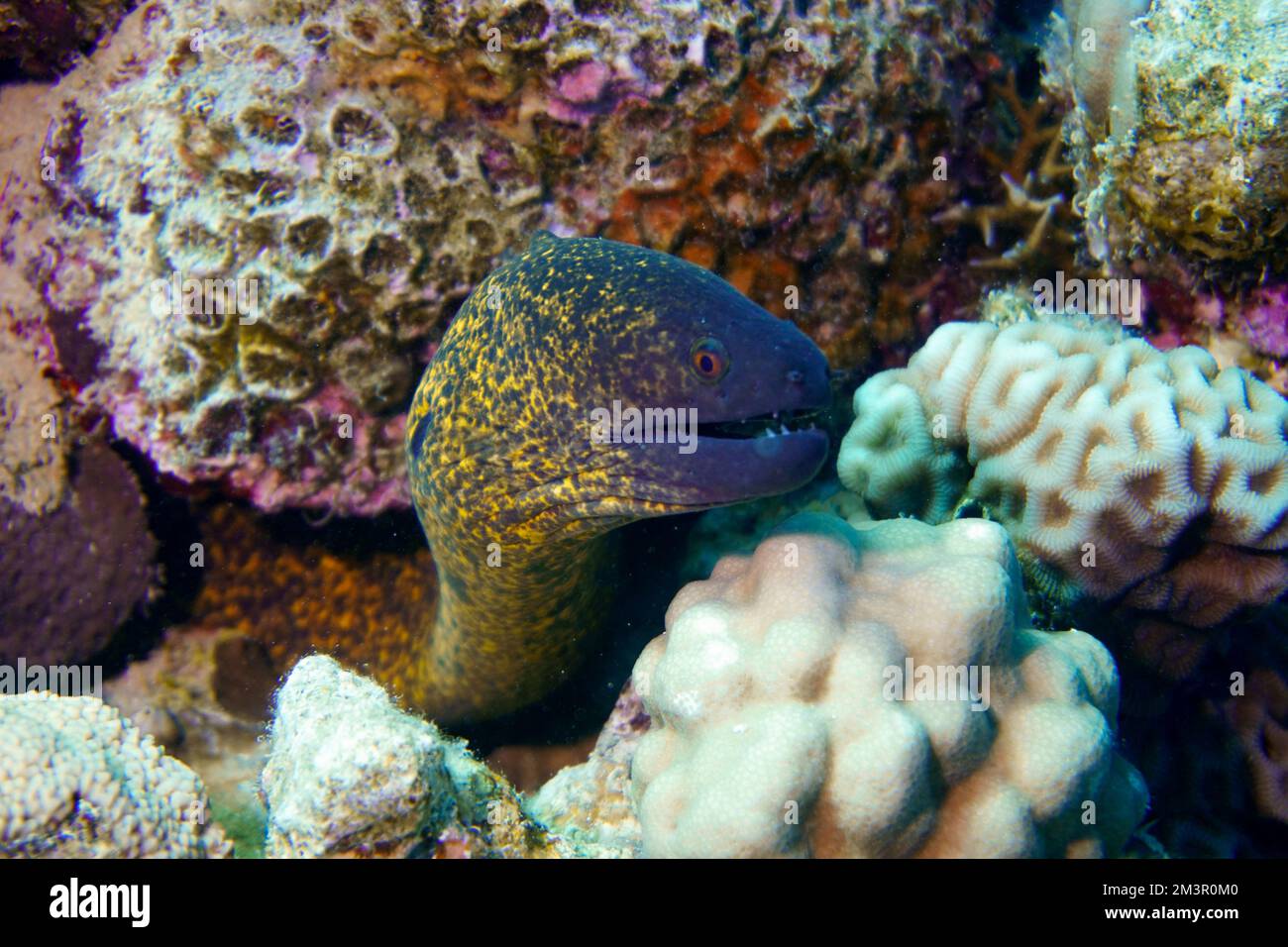 A beautiful spotted moray eel in the colourful coral reef. Scuba Diving underwater photography Stock Photo