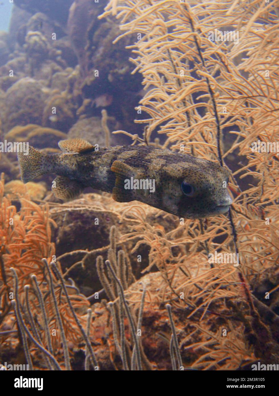 Porcupine fish, pufferfish with military camo pattern Fugu In The Caribbean Sea. Curacao, Aruba, Bonaire, Animal, Scuba Diving, Ocean, Underwater Stock Photo