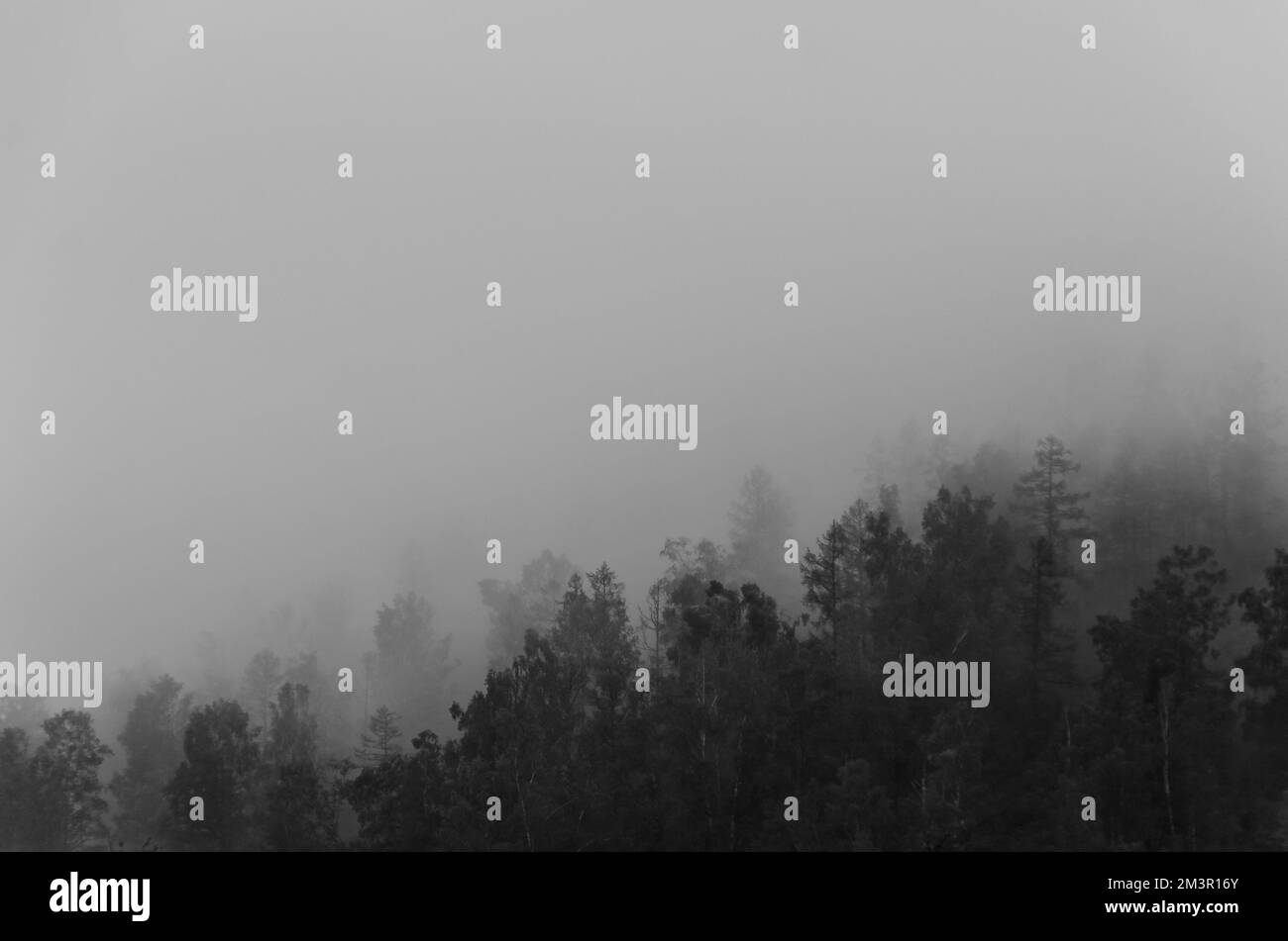 Distant Trees in the Fog Monochrome Stock Photo
