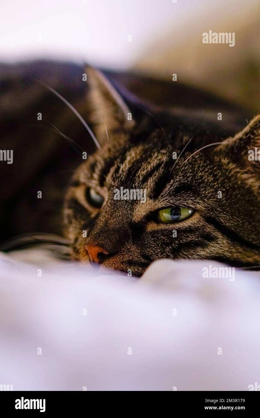Beautiful domestic house cat, feline furry pet animal Stock Photo