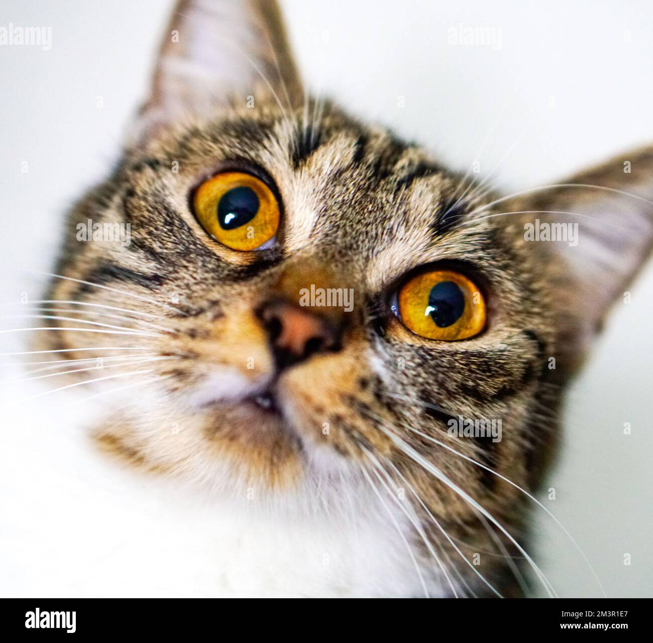 Beautiful domestic house cat, feline furry pet animal Stock Photo