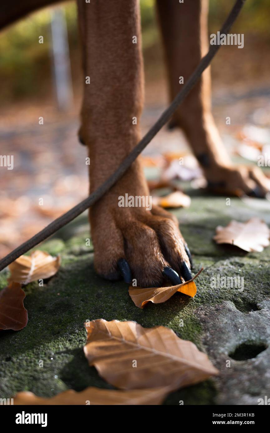 A vertical shot of a Rhodesian Ridgeback in the garden Stock Photo - Alamy