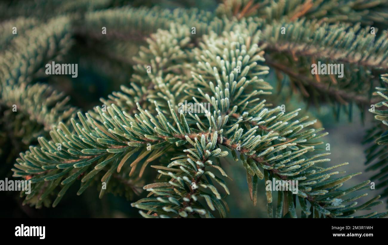 Closeup shot fir branches hi-res stock photography and images - Alamy