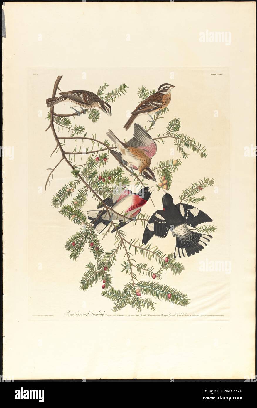 Rose-breasted grosbeak : Fringilla ludoviciana, Bonap. Male, 1. Female, 2. Young in autum, 3. Young, 4. Ground hemlock. Taxus canadensis. c.1 v.2 plate 127 , Birds, Trees, Cardinalis, Taxus. The Birds of America- From Original Drawings by John James Audubon Stock Photo