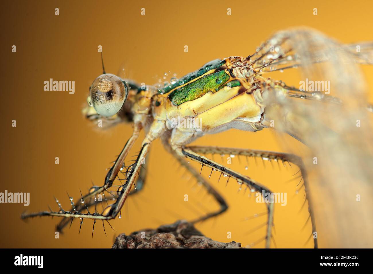 dragonfly on a stick and yellow background Stock Photo - Alamy