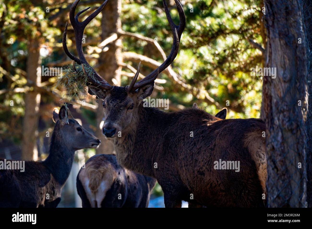 Red deer - cervol, cerf,  in Parc Animalier - Wildlife Park, Les Angles, Capcir, Pyrenees Orientales, France Stock Photo