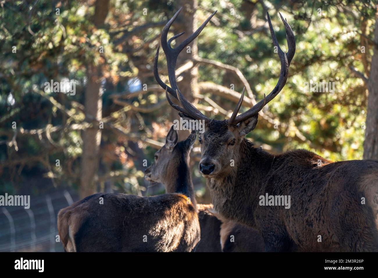 Red deer - cervol, cerf,  in Parc Animalier - Wildlife Park, Les Angles, Capcir, Pyrenees Orientales, France Stock Photo