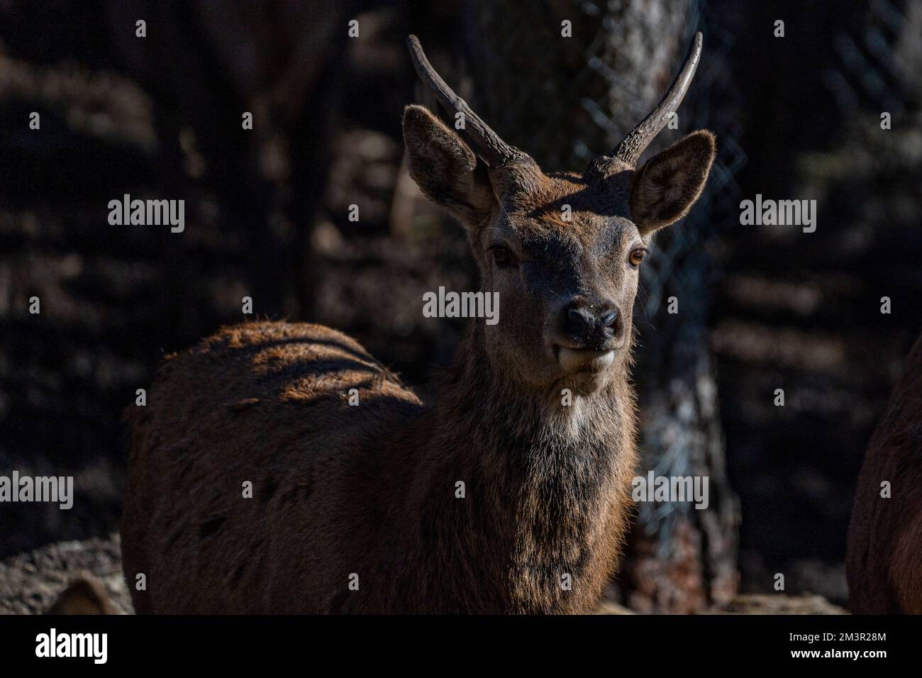 Red deer - cervol, cerf,  in Parc Animalier - Wildlife Park, Les Angles, Capcir, Pyrenees Orientales, France Stock Photo