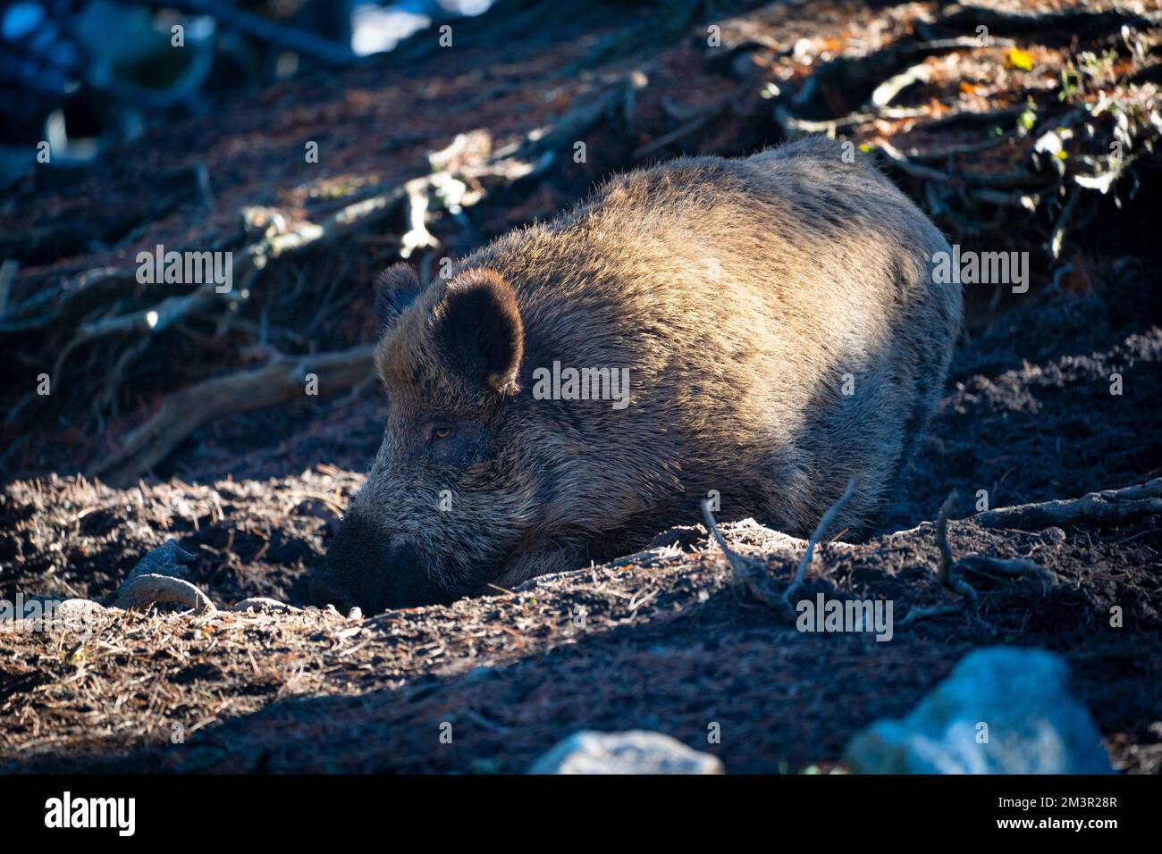 Wild boar, sanglier, Sus scrofa, porc senglar.   Parc Animalier - Wildlife Park, Les Angles, Capcir, Pyrenees Orientales, France Stock Photo