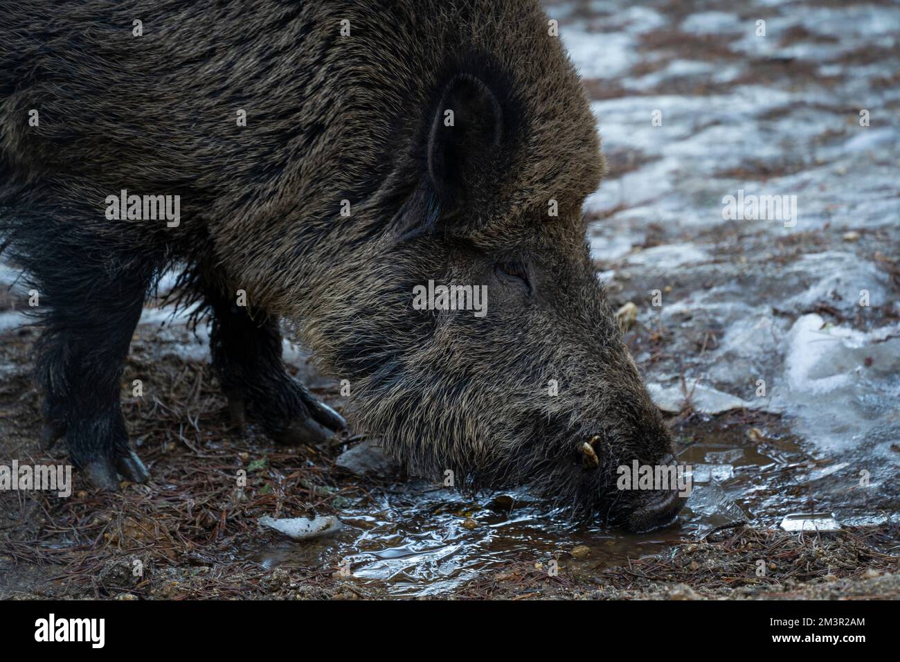 Wild boar, sanglier, Sus scrofa, porc senglar.   Parc Animalier - Wildlife Park, Les Angles, Capcir, Pyrenees Orientales, France Stock Photo