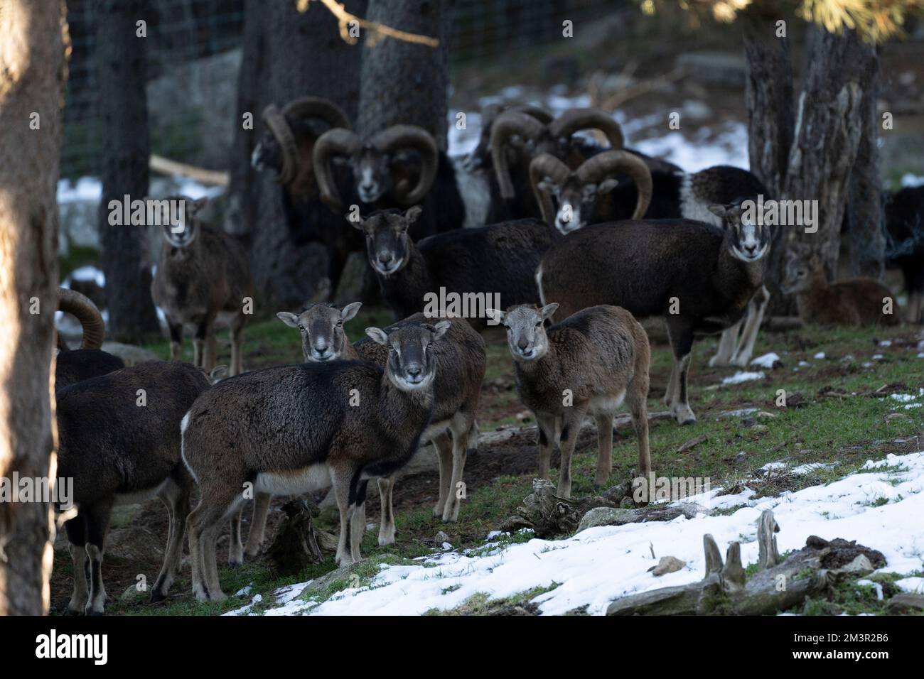 Wild sheep - Mouflon, muflo, muflon. Parc Animalier - Wildlife Park, Les Angles, Capcir, Pyrenees Orientales, France Stock Photo