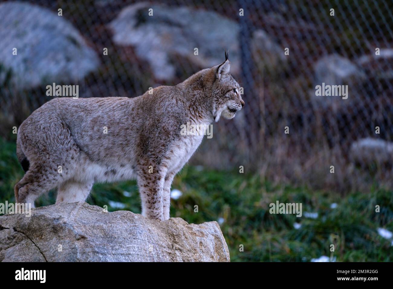 Iberian lynx - Lynx pardinus, lince ibérico, Linx ibèric, Lynx pardelle Parc Animalier - Wildlife Park, Les Angles, Capcir, Pyrenees Orientales, Franc Stock Photo