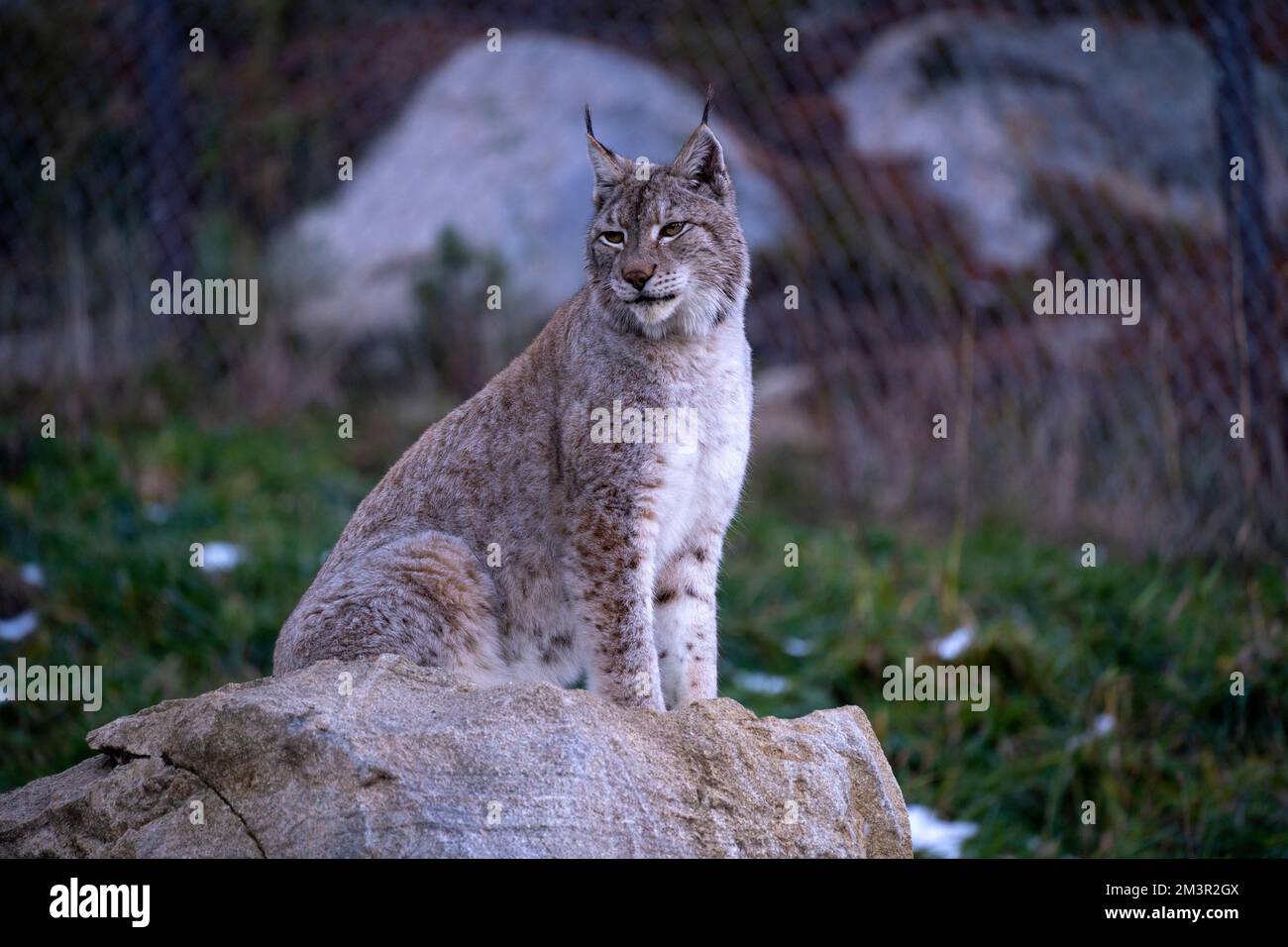 Iberian lynx - Lynx pardinus, lince ibérico, Linx ibèric, Lynx pardelle Parc Animalier - Wildlife Park, Les Angles, Capcir, Pyrenees Orientales, Franc Stock Photo