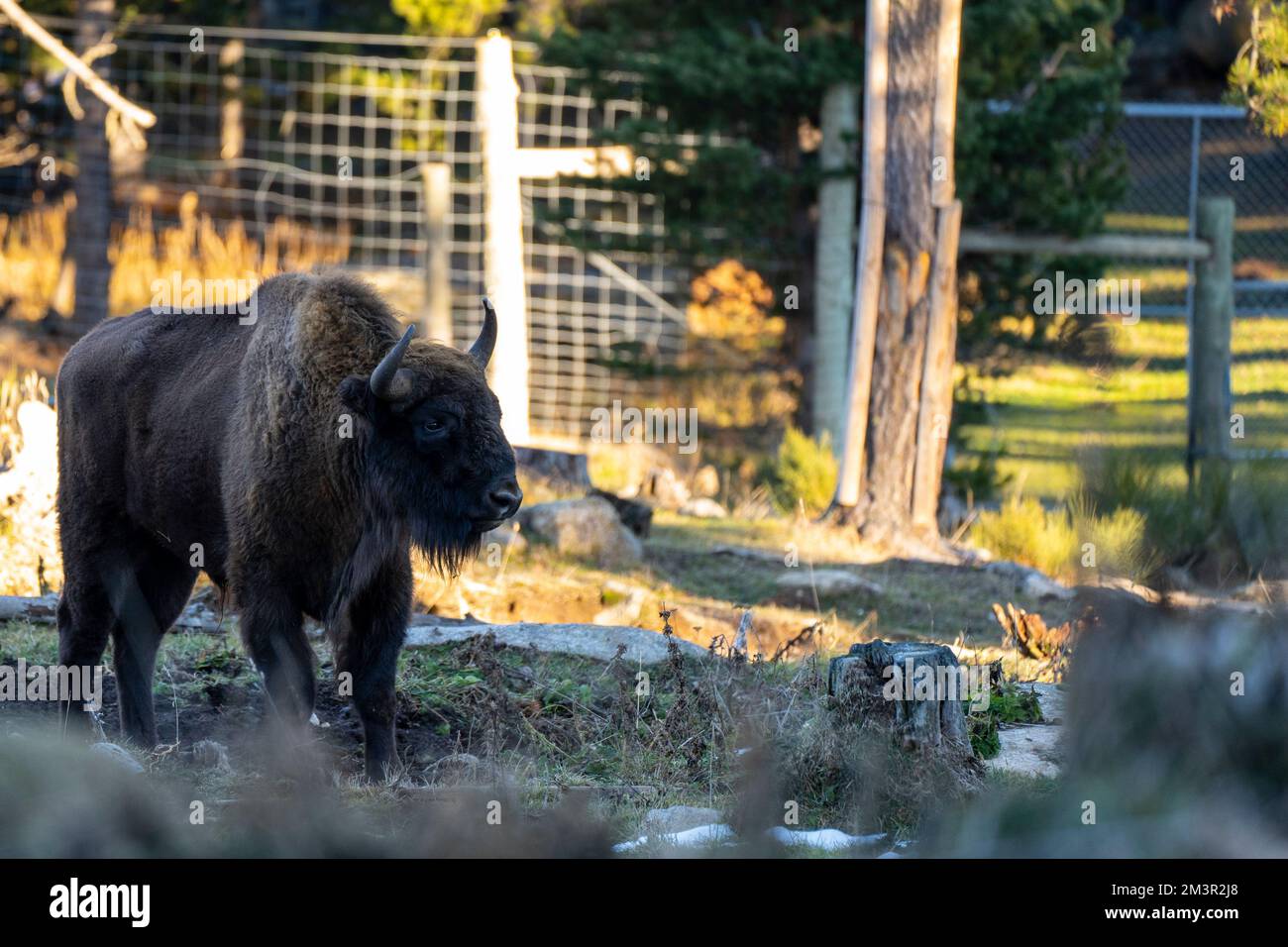 European bison (Bison bonasus) - Parc Animalier - Wildlife Park, Les Angles, Capcir, Pyrenees Orientales, France Stock Photo