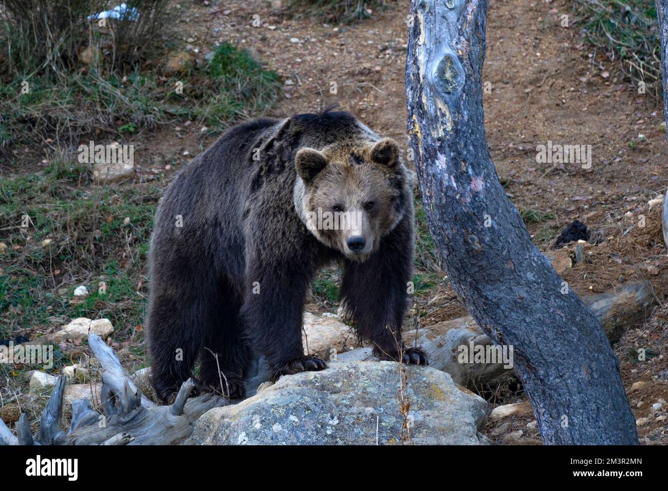 Eurasian Brown Bear, Ursus arctos arctos, os bru,  Ours brun Parc Animalier - Wildlife Park, Les Angles, Capcir, Pyrenees Orientales, France Stock Photo