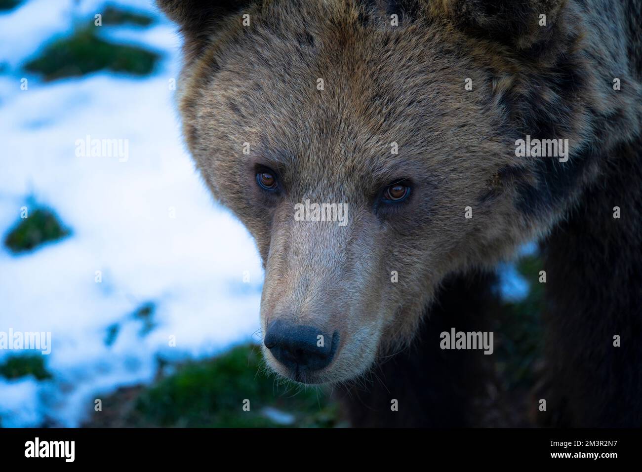 Eurasian Brown Bear, Ursus arctos arctos, os bru,  Ours brun Parc Animalier - Wildlife Park, Les Angles, Capcir, Pyrenees Orientales, France Stock Photo