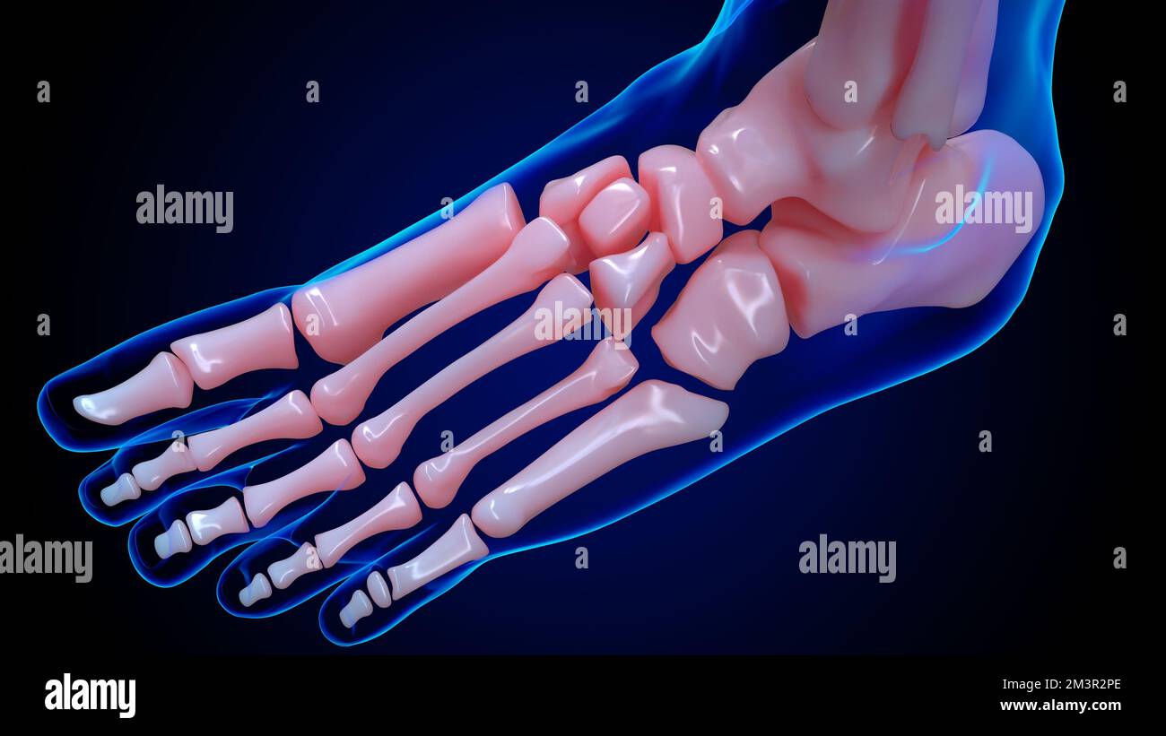 human skeleton anatomy foot bones for medical concept 3D illustration Stock Photo Alamy
