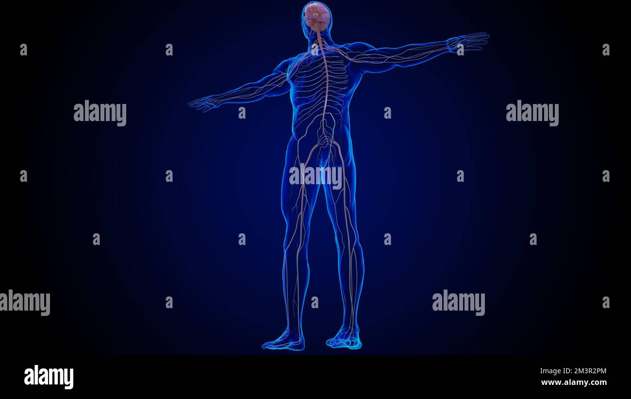 Human brain anatomy for medical concept 3D illustration Stock Photo - Alamy