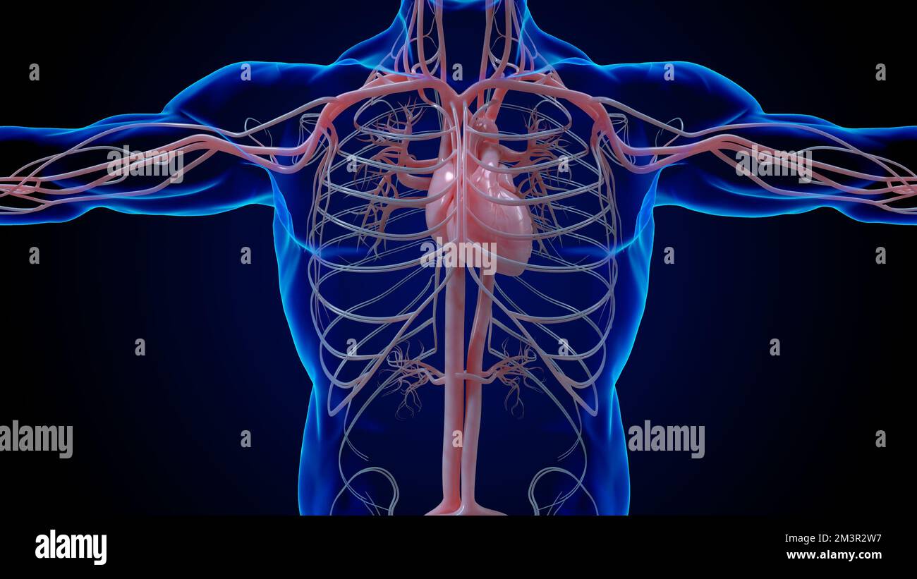 Circulatory System 3d Animation