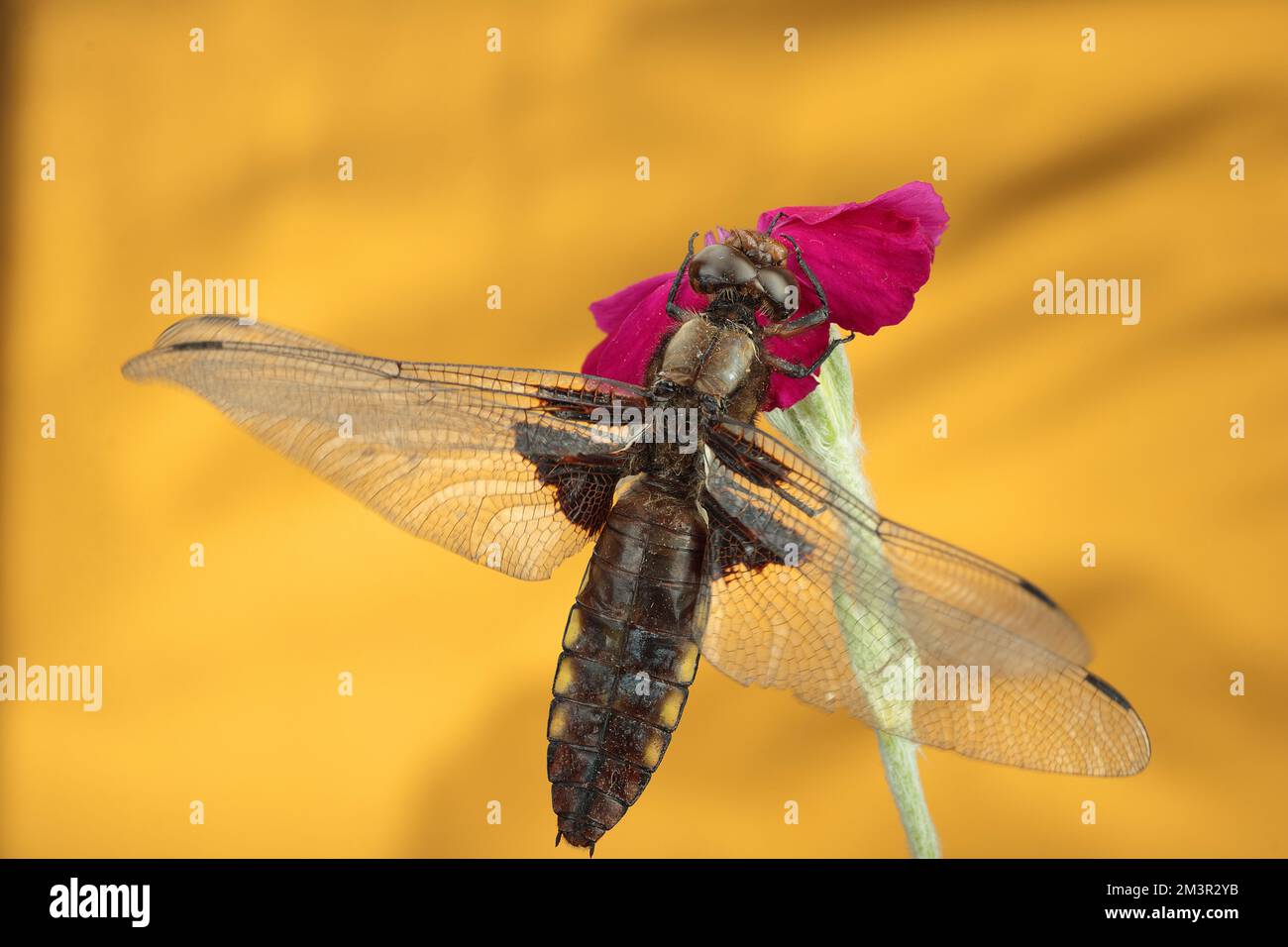 dragonfly on a flower and yellow background Stock Photo - Alamy
