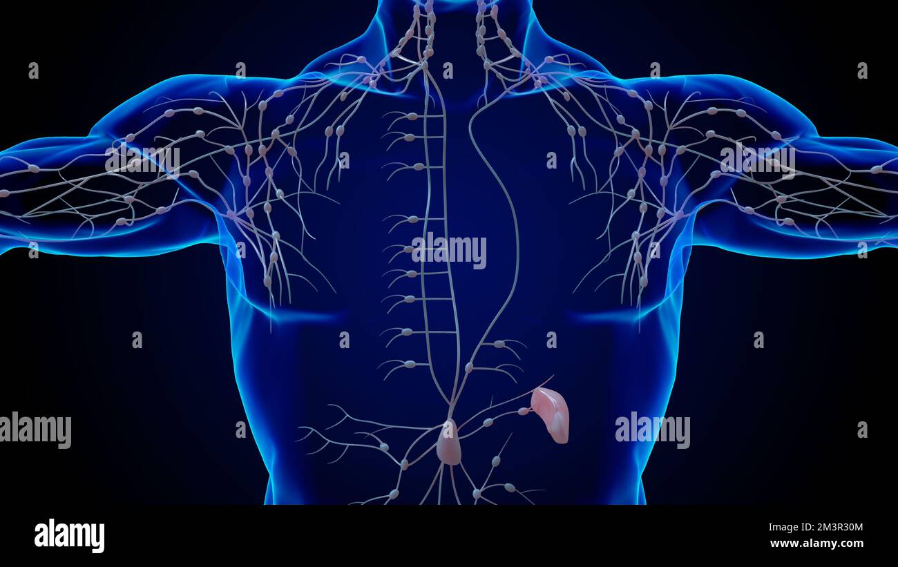 Human lymph nodes anatomy for medical concept 3D illustration Stock ...