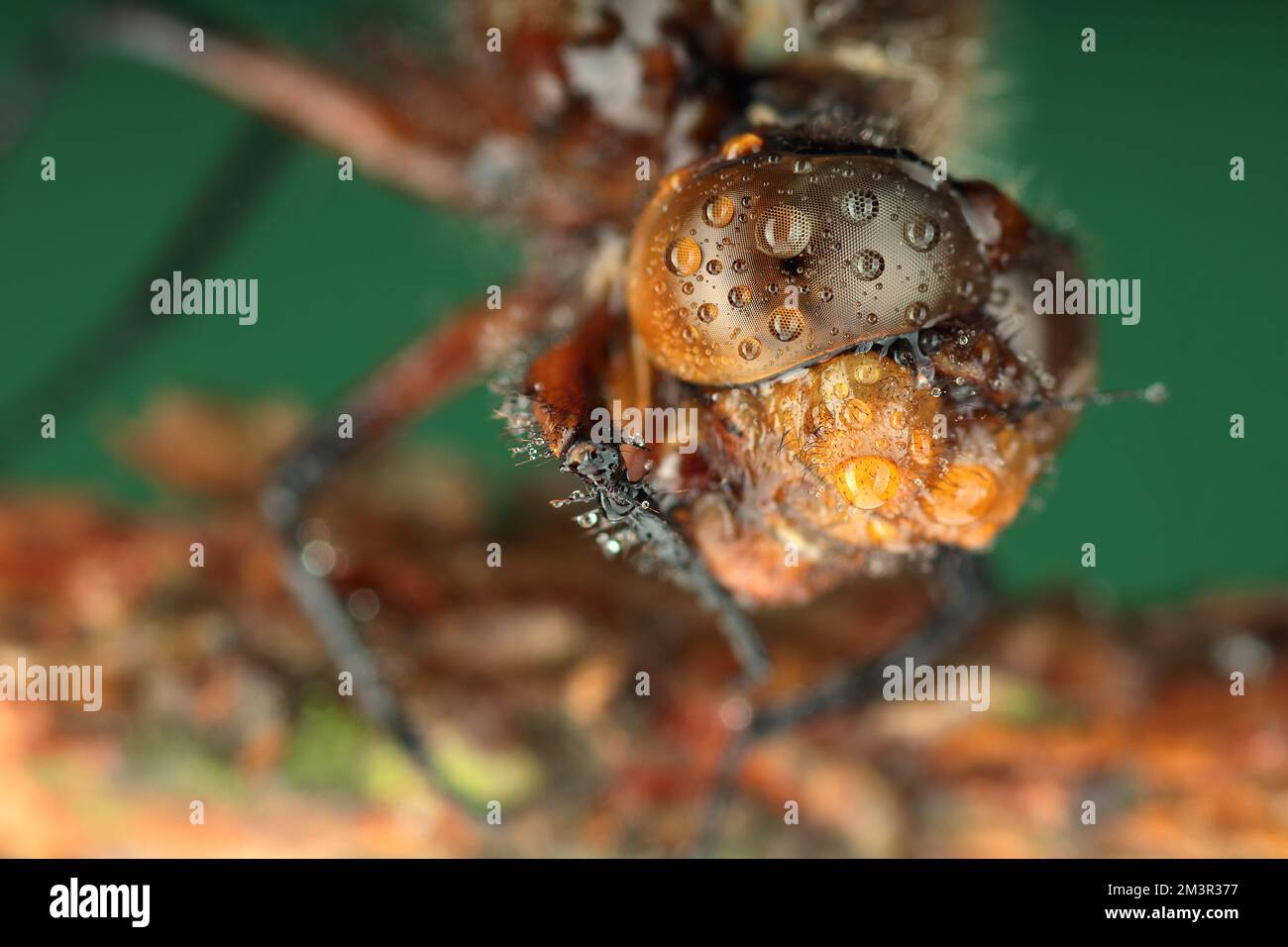 dragonfly on a stick and green background Stock Photo - Alamy