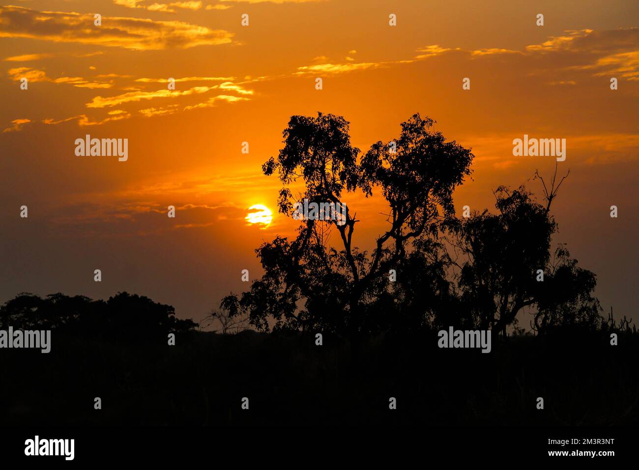 The silhouettes of trees with the golden sunset in the background Stock ...