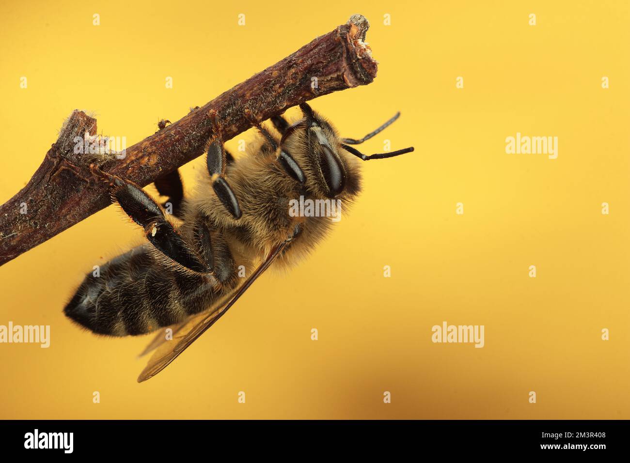 Yellow flying stick insect hi-res stock photography and images - Alamy
