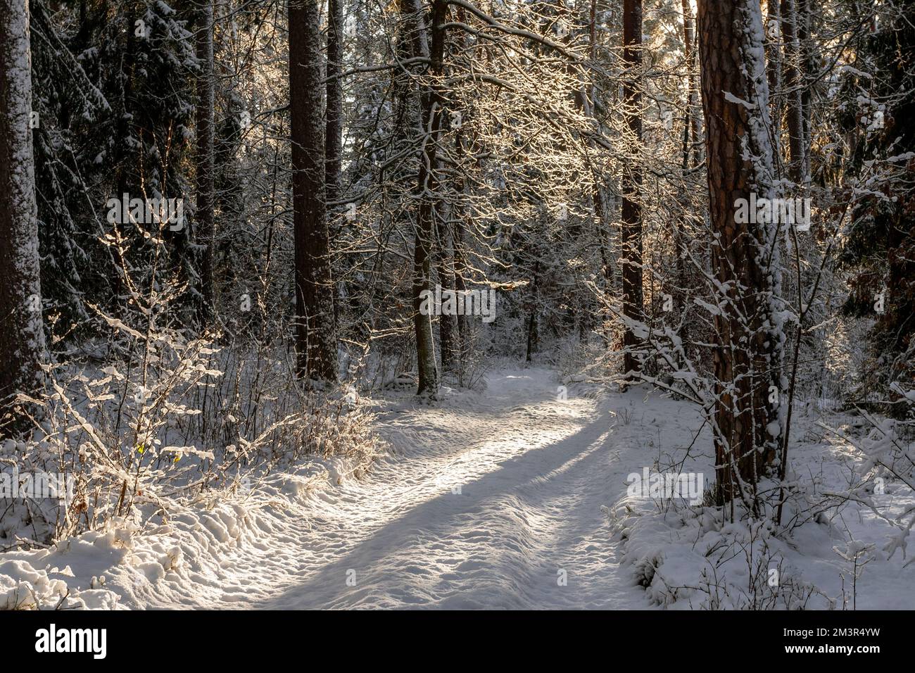 Winter in Warmia and Masuria, Piska Forest, roat, Poland Stock Photo