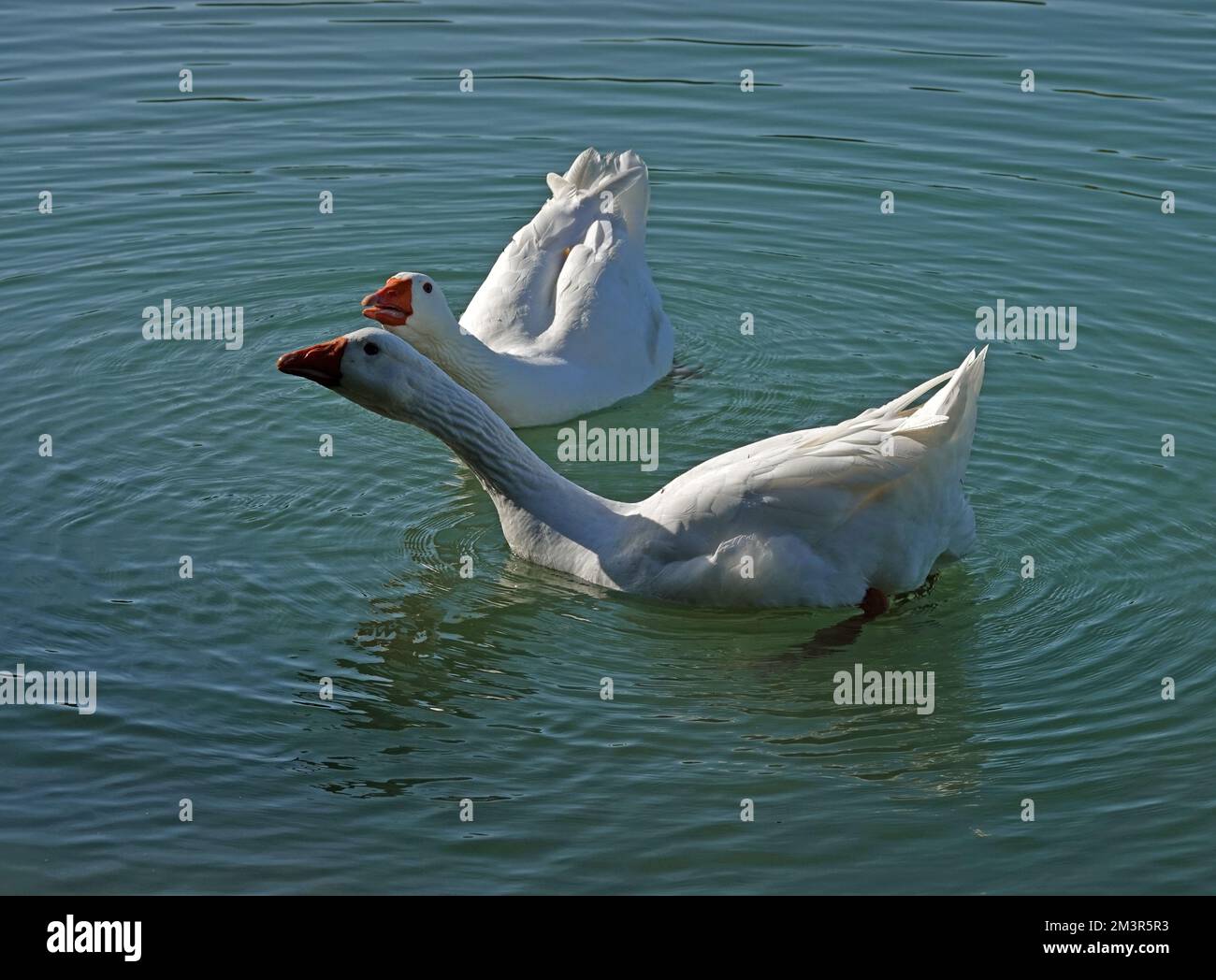 Two domestic geese living in the wild. Emden geese starting their attack. Stock Photo